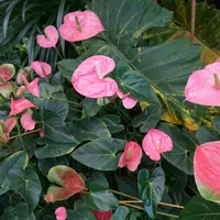 Tropski vrt by Ocean Orchids