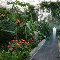 Tropski vrt by Ocean Orchids