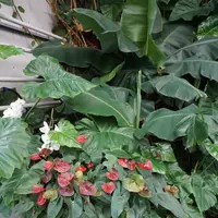 Tropski vrt by Ocean Orchids