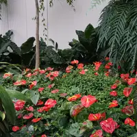 Tropski vrt by Ocean Orchids