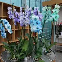 Tropski vrt by Ocean Orchids