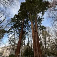 Ratměřice - Park a sekvojovce