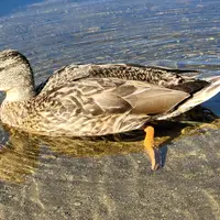 Jezero Prebersee