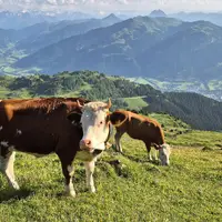 Kitzbüheler Horn