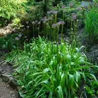 Arboretum Němčičky