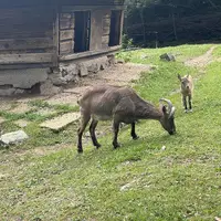Zoologická a botanická zahrada Liberec