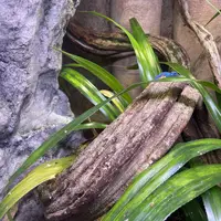 Zoologická a botanická zahrada Liberec