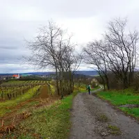 Dolní Kounice