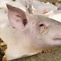 Farmářská stezka v Újezdu u Brna