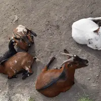 Zoo Bratislava