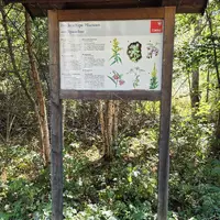 Jezero Tassenbach-See