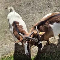 Soutěska Lappacher Klamm