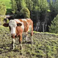 Soutěska Lappacher Klamm