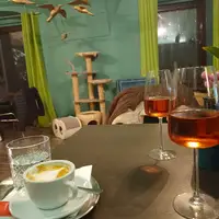 Mačacia kaviareň