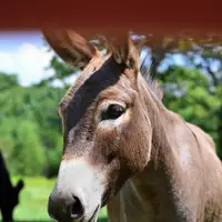 Minizoo - Gazdovský dvor