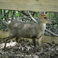 MiniFARMA Lubina