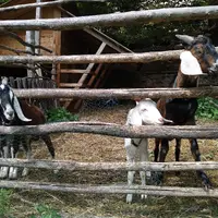Cestou do Hlubočep narazíte na zookoutek. 