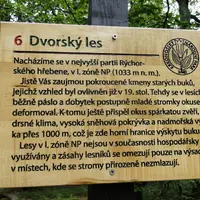 Dvorský les