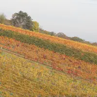 Vinice v okolí Falkensteinu