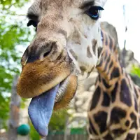 ZOO Budapešť