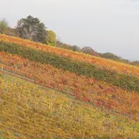 Vinice v okolí 