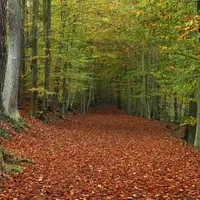 Voděradské bučiny