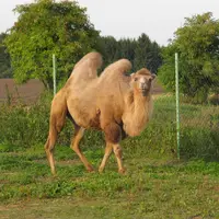 Zoopark Stěžery