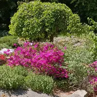 Arboretum Paseka
