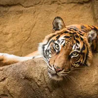Xantus János ZOO, Győr