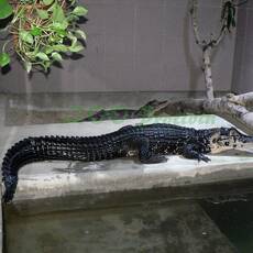 Krokodýlí ZOO v Protivíně