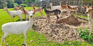 Adopce zvířat a vstup do Zooparku jeleni Homole