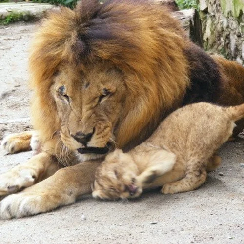 Zoo Dvorec