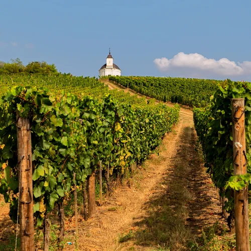 Vinařská oblast Tokaj