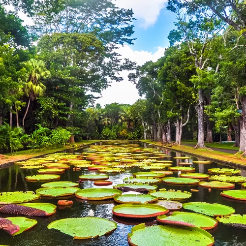 Botanická zahrada Sir Seewoosagur Ramgoolam Botanical Garden