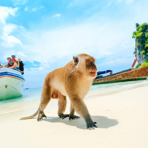 Monkey Island