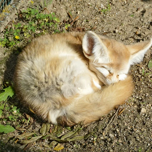 Kittenberger Kálmán Zoo & Botanická zahrada (Veszprém)