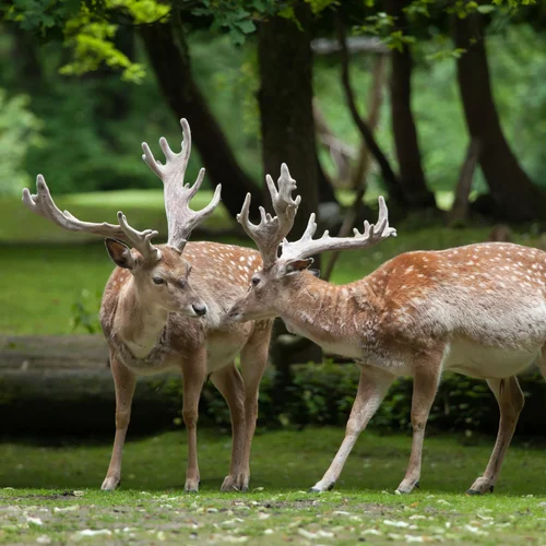 Wildpark Ferleiten