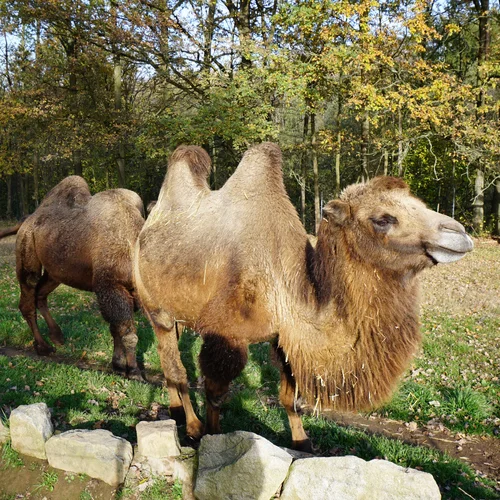 Zoopark Na Hrádečku u Jindřichova Hradce