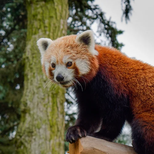 Zoo Olomouc - Svatý Kopeček