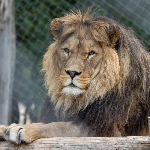 Safari park Dvůr Králové