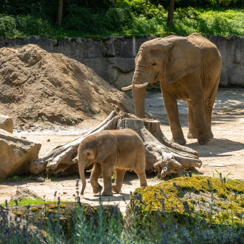 ZOO Lešná