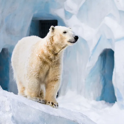 Zoologická záhrada v Prahe