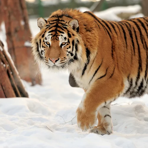 Park zvierat v Stropkove