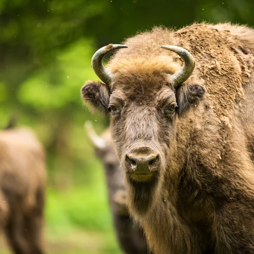 Zubria zvernica v Topoľčiankach