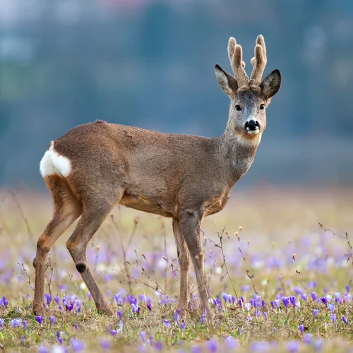 Zoopark Budakeszi Vadaspark