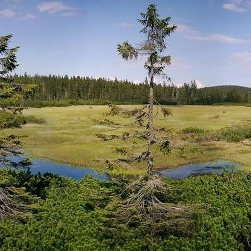 Černohorská rašelina