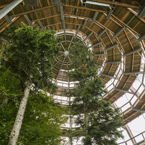 Český Chodník v korunách stromov