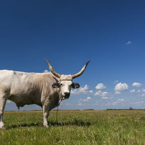 Národný park Hortobágy - Puszta