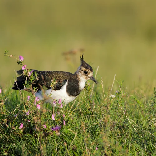Národný park Fertő-Hanság