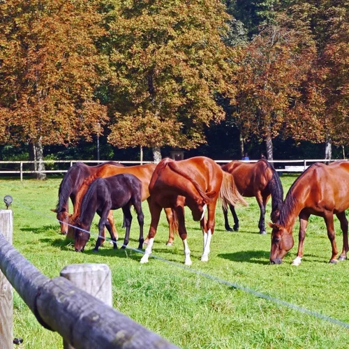 Ranč (Lovastanya) Betyár, Sárospatak